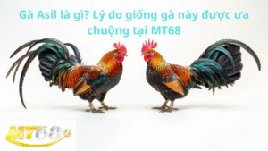 Gà Asil là gì? Lý do giống gà này được ưa chuộng tại MT68